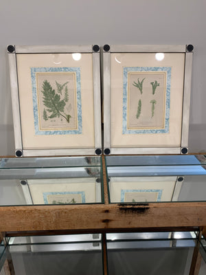 Antique Fern Print #2 Framed - Abigail Fox Designs