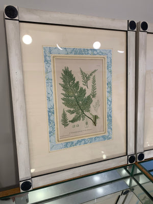 Antique Fern Print #2 Framed - Abigail Fox Designs