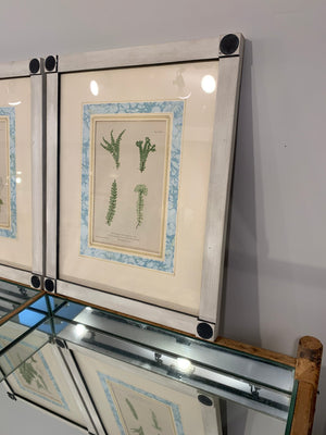 Antique Fern Prints,Framed - Abigail Fox Designs