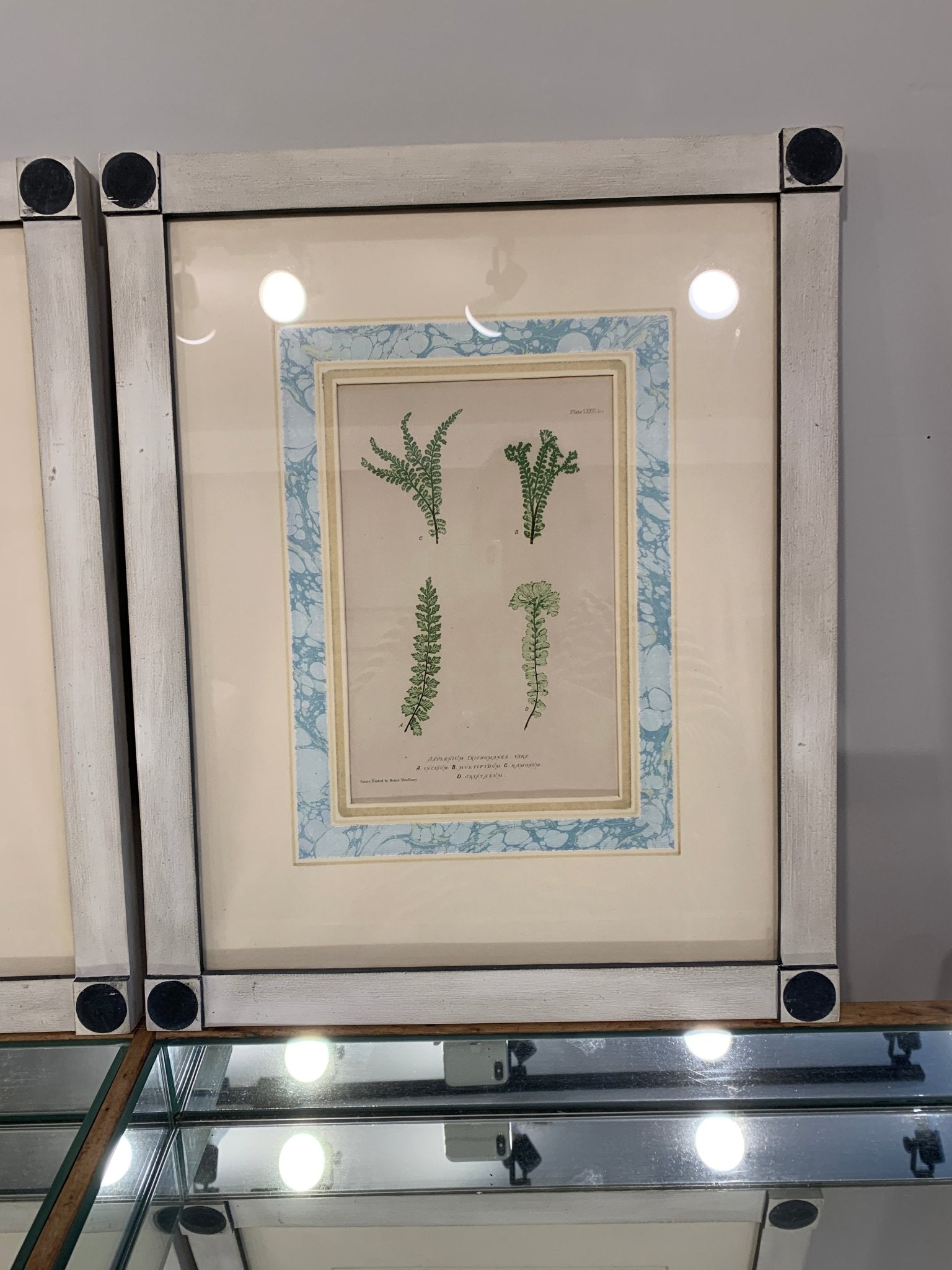 Antique Fern Prints,Framed - Abigail Fox Designs