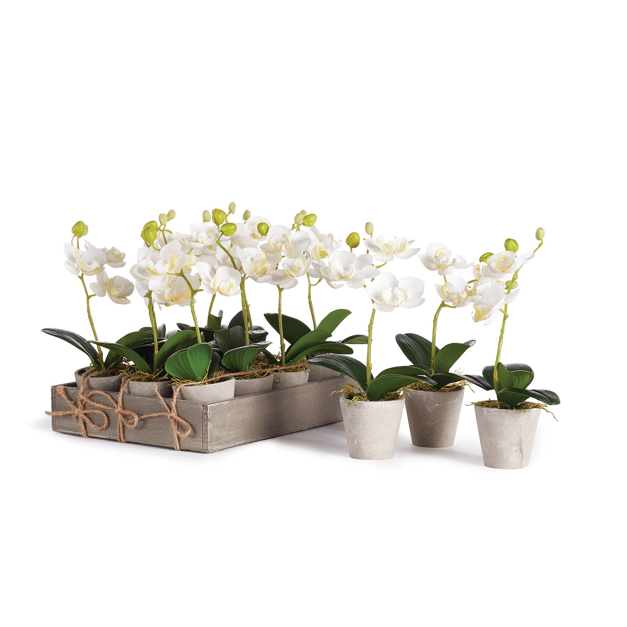 Mini Phalaenopsis Orchid 9" Potted